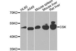 Western blot analysis of extracts of various cells, using CSK antibody. (CSK Antikörper)