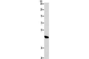 Western Blotting (WB) image for anti-Bombesin-Like Receptor 3 (BRS3) antibody (ABIN2432736) (BRS3 Antikörper)