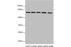 Western blot All lanes: SDHA antibody at 10 μg/mL Lane 1: Rat heart tissue Lane 2: Mouse spleen tissue Lane 3: Mouse liver tissue Lane 4: Hela whole cell lysate Lane 5: Zebrafish lysate Secondary Goat polyclonal to rabbit IgG at 1/10000 dilution Predicted band size: 73, 68, 57 kDa Observed band size: 73 kDa (SDHA Antikörper  (AA 44-664))