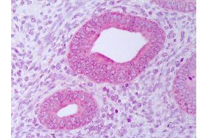 Anti-PDIA3 / ERp57 antibody IHC of human uterus, endometrium. (PDIA3 Antikörper  (FITC))