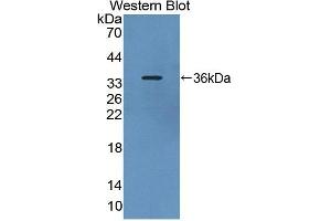 Detection of Recombinant PDE4B, Rat using Polyclonal Antibody to Phosphodiesterase 4B, cAMP Specific (PDE4B) (PDE4B Antikörper  (AA 500-736))