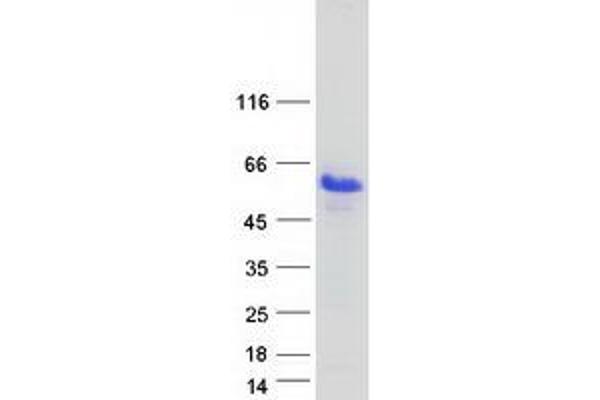 GARP Protein (Transcript Variant 2) (Myc-DYKDDDDK Tag)