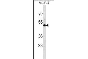 NMBR Antibody (N-term) (ABIN1538805 and ABIN2848503) western blot analysis in MCF-7 cell line lysates (35 μg/lane). (NMBR Antikörper  (N-Term))