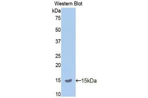 Detection of Recombinant APP, Mouse using Polyclonal Antibody to Amyloid Precursor Protein (APP) (APP Antikörper  (AA 672-711))