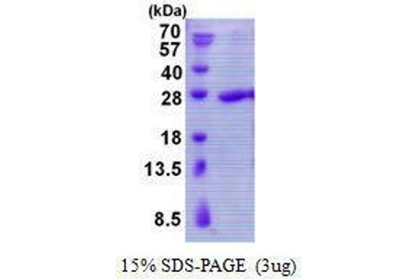 TBPL1 Protein