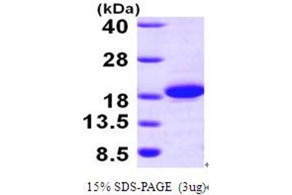 THEM2 Protein (AA 1-140) (His tag)