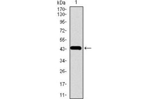 Western Blotting (WB) image for anti-Chromogranin A (CHGA) (AA 87-252) antibody (ABIN1845525) (Chromogranin A Antikörper  (AA 87-252))