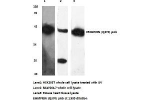 Western blot (WB) analysis of BSG/EMMPRIN antibody (CD147 Antikörper)