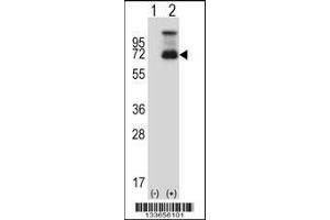 Western blot analysis of HSF1 using rabbit polyclonal HSF1 Antibody using 293 cell lysates (2 ug/lane) either nontransfected (Lane 1) or transiently transfected (Lane 2) with the HSF1 gene. (HSF1 Antikörper  (N-Term))