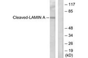 Western blot analysis of extracts from HeLa cells, treated with Etoposide 25uM 60', using Lamin A (Cleaved-Asp230) Antibody. (Lamin A/C Antikörper  (Cleaved-Asp230))