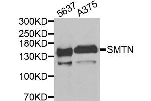 Western blot analysis of extracts of various cell lines, using SMTN antibody (ABIN5975265) at 1/1000 dilution. (Smoothelin Antikörper)