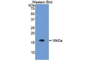 Western Blotting (WB) image for anti-Sema Domain, Immunoglobulin Domain (Ig), Short Basic Domain, Secreted, (Semaphorin) 3A (SEMA3A) (AA 31-141) antibody (ABIN1860517) (SEMA3A Antikörper  (AA 31-141))