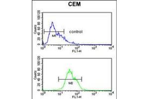 Flow cytometric analysis of CEM cells (bottom histogram) compared to a negative control cell (top histogram). (ITGA5 Antikörper  (C-Term))