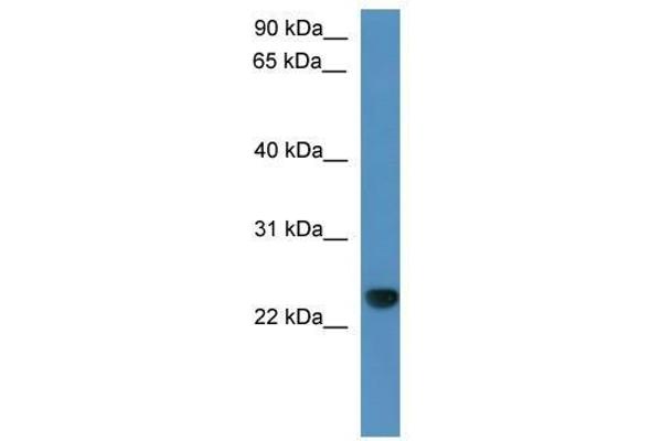 CAPSL Antikörper  (C-Term)