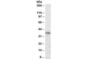Western blot testing of K562 cell lysate with HMOX2 antibody at 0. (HMOX2 Antikörper)