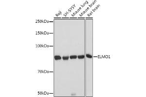 Western blot analysis of extracts of various cell lines, using ELMO1 Rabbit mAb (ABIN7266951) at 1:1000 dilution. (ELMO1 Antikörper)