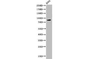 Western Blot analysis of K562 cells using Acetyl-HSP 90 (K292/284) Polyclonal Antibody (HSP9AA1 (acLys284), (acLys292) Antikörper)