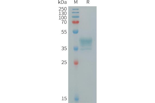 MRGPRX2 Protein (AA 1-33) (Fc Tag)