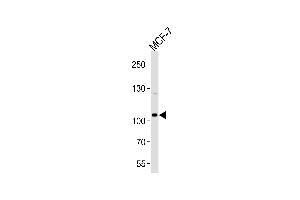Western blot analysis of lysate from MCF-7 cell line, using SULF2 Antibody at 1:1000 at each lane. (SULF2 Antikörper  (C-Term))