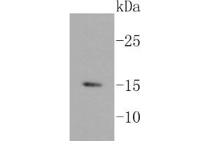 Lane 1: BT-20 cell lysates, probed with HDAC2 (3B7) Monoclonal Antibody  at 1:1000 overnight at 4˚C. (Histone H3.3 Antikörper)