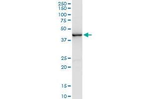 CREB5 monoclonal antibody (M01), clone 1E2. (CREB5 Antikörper  (AA 1-99))