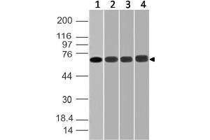 Image no. 1 for anti-DEAD (Asp-Glu-Ala-Asp) Box Polypeptide 3, X-Linked (DDX3X) (AA 10-230) antibody (ABIN5027139) (DDX3X Antikörper  (AA 10-230))