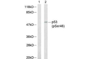 Western blot analysis of extracts from 293 cells, using p53 (phospho-Ser46) antibody (E011099). (p53 Antikörper  (pSer46))