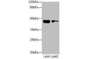 Western blot All lanes: CCNE2antibody at 3. (Cyclin E2 Antikörper  (AA 255-404))