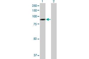 Western Blot analysis of SELP expression in transfected 293T cell line by SELP MaxPab polyclonal antibody. (P-Selectin Antikörper  (AA 1-829))
