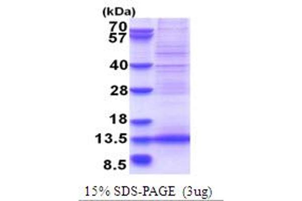 MLLT11 Protein (AA 1-90) (His tag)