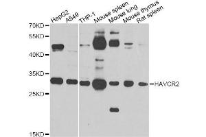 Western blot analysis of extracts of various cell lines, using HAVCR2 antibody. (TIM3 Antikörper)