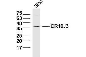 Lane 1: Siha lysates probed with OR10J3 Polyclonal Antibody at 1:300 overnight at 4˚C. (OR10J3 Antikörper  (AA 201-300))