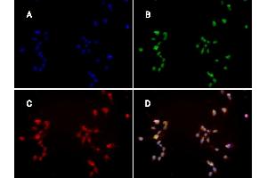 Immunofluorescence: huSSECTM cell line overexpressing hFcRn-EGFP using clone ADM31 at 15µg/ml and Texas Red™ conjugated anti-mouse secondary. (FcRn Antikörper)