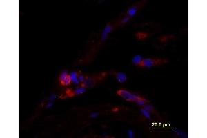 Immunofluorescence (Paraffin-embedded Sections) (IF (p)) image for anti-CD163 (CD163) (AA 1001-1121) antibody (ABIN741570)