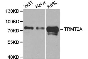 Western blot analysis of extracts of various cell lines, using TRMT2A antibody (ABIN5973559) at 1/1000 dilution. (TRMT2A Antikörper)