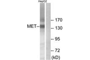 Western blot analysis of extracts from HepG2 cells, using Met (Ab-1234) Antibody. (c-MET Antikörper  (AA 1201-1250))