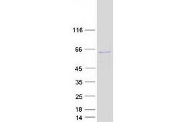 GJA8 Protein (Myc-DYKDDDDK Tag)