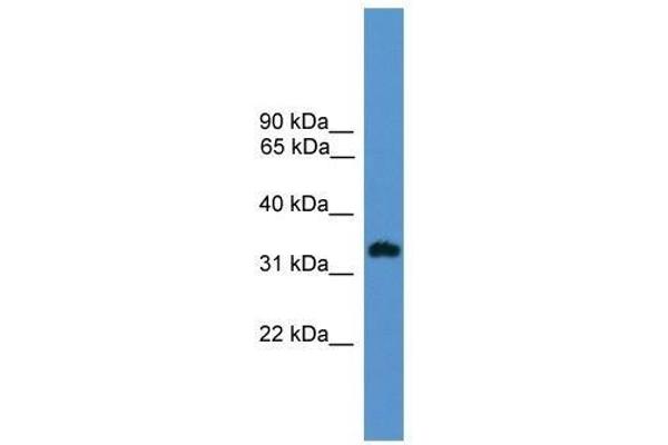 OR1L8 Antikörper  (C-Term)