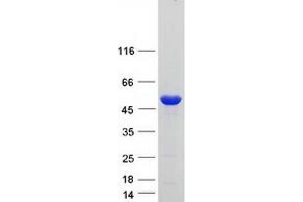 MINA Protein (Transcript Variant 2) (Myc-DYKDDDDK Tag)