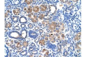 C5ORF4 antibody was used for immunohistochemistry at a concentration of 4-8 ug/ml to stain Epithelial cells of renal tubule (arrows) in Human Kidney. (C5ORF4 Antikörper  (N-Term))