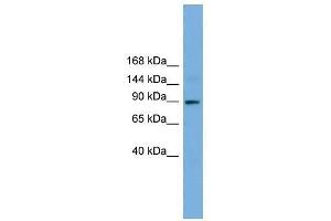 TTC27 antibody used at 0. (TTC27 Antikörper  (N-Term))