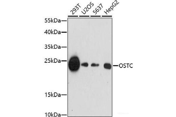 OSTC Antikörper