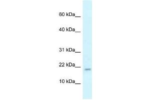 Western Blot showing Rbm3 antibody used at a concentration of 1. (RBM3 Antikörper  (N-Term))