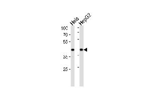 Western blot analysis in Hela,HepG2 cell line lysates (35ug/lane). (LRPAP1 Antikörper  (C-Term))