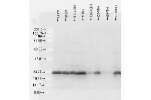 Western Blot analysis of Human Cell lysates showing detection of Hsp27 protein using Mouse Anti-Hsp27 Monoclonal Antibody, Clone 5D12-A3 . (HSP27 Antikörper  (APC))