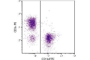 BALB/c mouse splenocytes were stained with Mouse Anti-Mouse CD19-FITC. (CD19 Antikörper  (FITC))