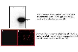 Image no. 1 for anti-HA-Tag antibody (ABIN274259) (HA-Tag Antikörper)