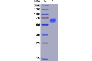 Human CD47, mFc-His Tag on SDS-PAGE under reducing condition. (CD47 Protein (CD47) (AA 19-141) (mFc-His Tag))