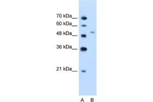 Western Blotting (WB) image for anti-Nicotinamide phosphoribosyltransferase (NAMPT) antibody (ABIN2462557) (NAMPT Antikörper)
