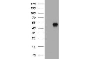 Image no. 1 for anti-CD4 (CD4) antibody (ABIN1497302) (CD4 Antikörper)